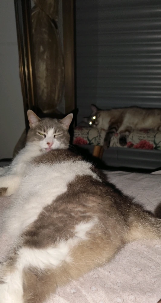 Immagine caricata da Nanaki