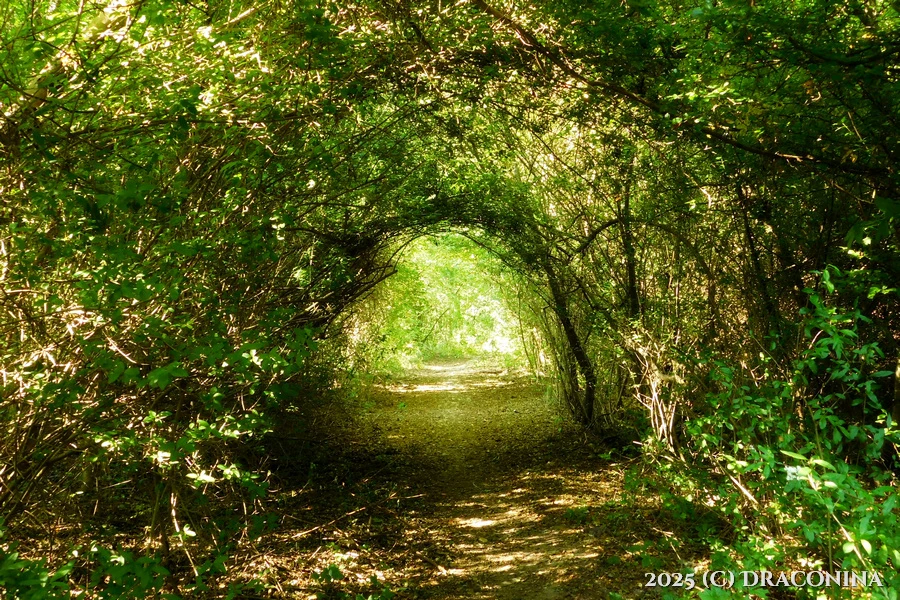 Zdjęcie dodane przez Czarna_Kosmitka