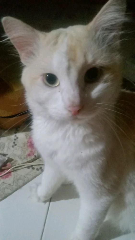 GIF uploaded by Bunga Andjar Kasih