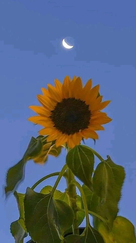 Image uploaded by Mikalob