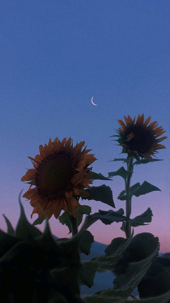 Image uploaded by Mikalob