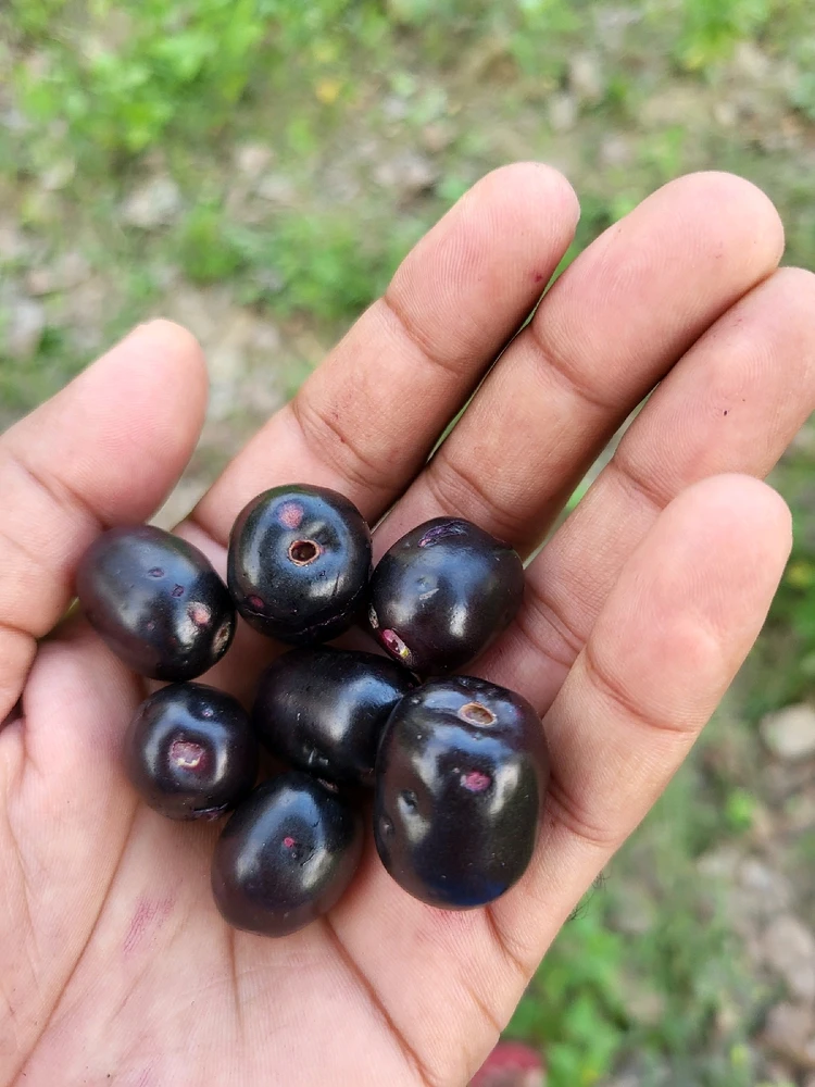 Gambar diunggah dening Imran