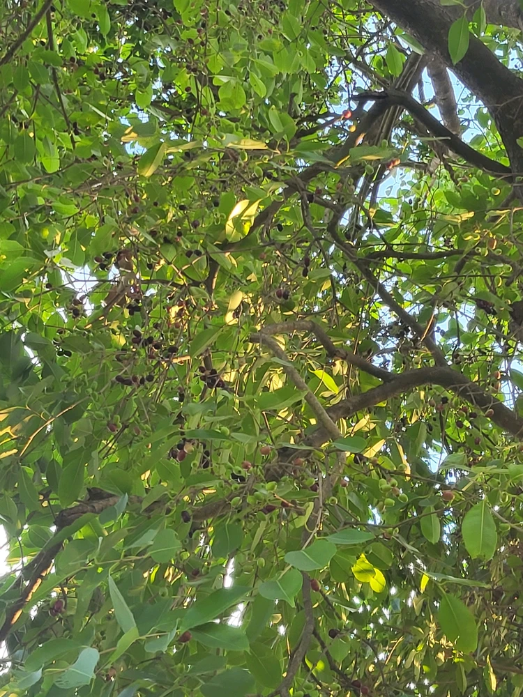 Gambar diunggah dening Imran