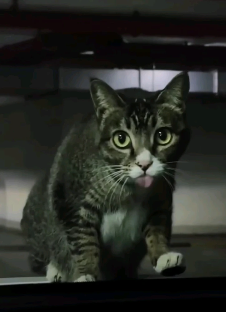 FizuがアップロードしたGIF