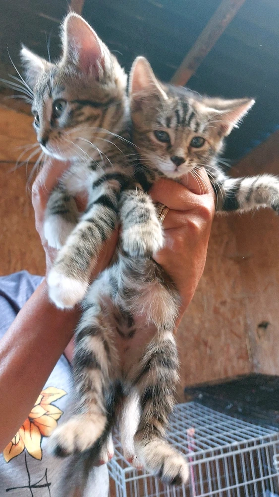 Image uploaded by Kaylen