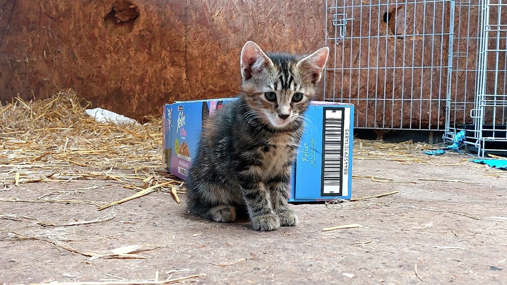 Image uploaded by Kaylen