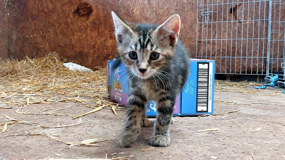 Image uploaded by Kaylen