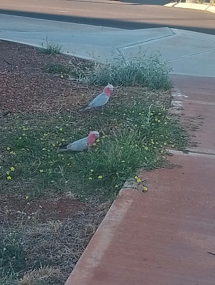 Image uploaded by Henry