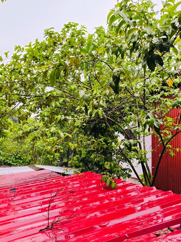 Image uploaded by Rhona