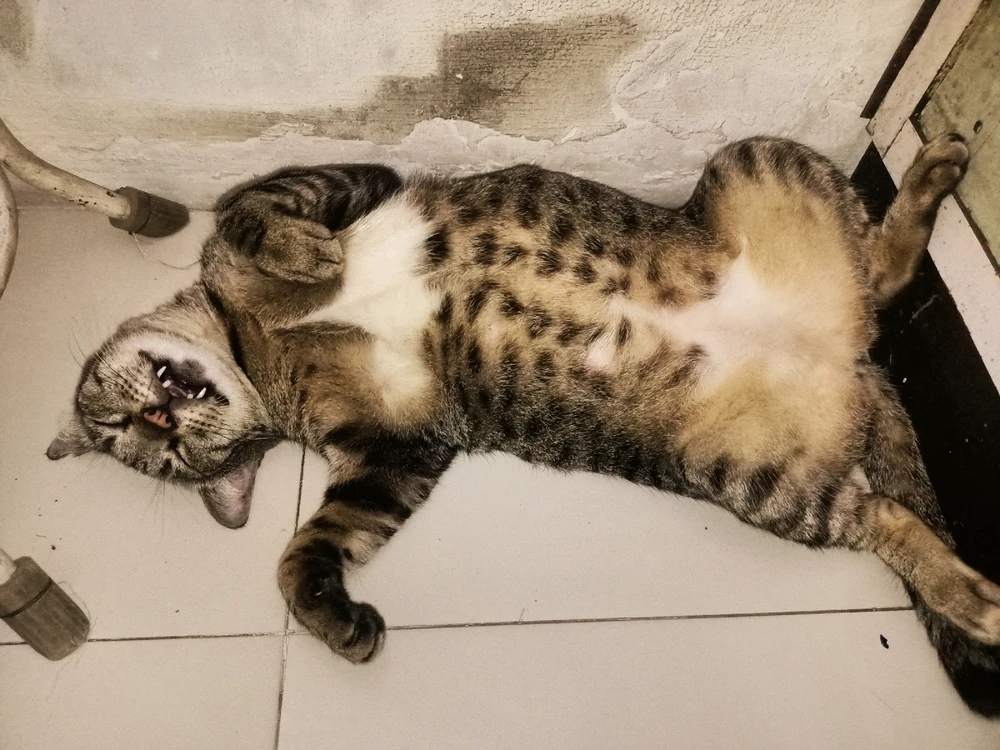 GIF uploaded by Vina suci