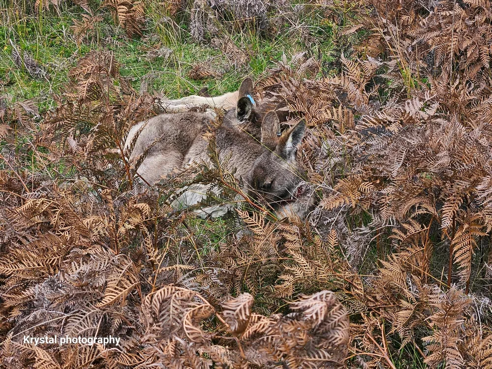 Image uploaded by Brock.A