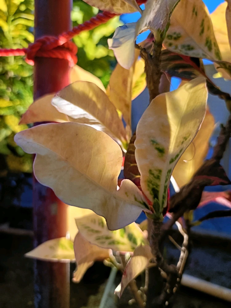 Image uploaded by Abhishek