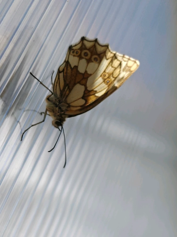 GIF hochgeladen von Oliver