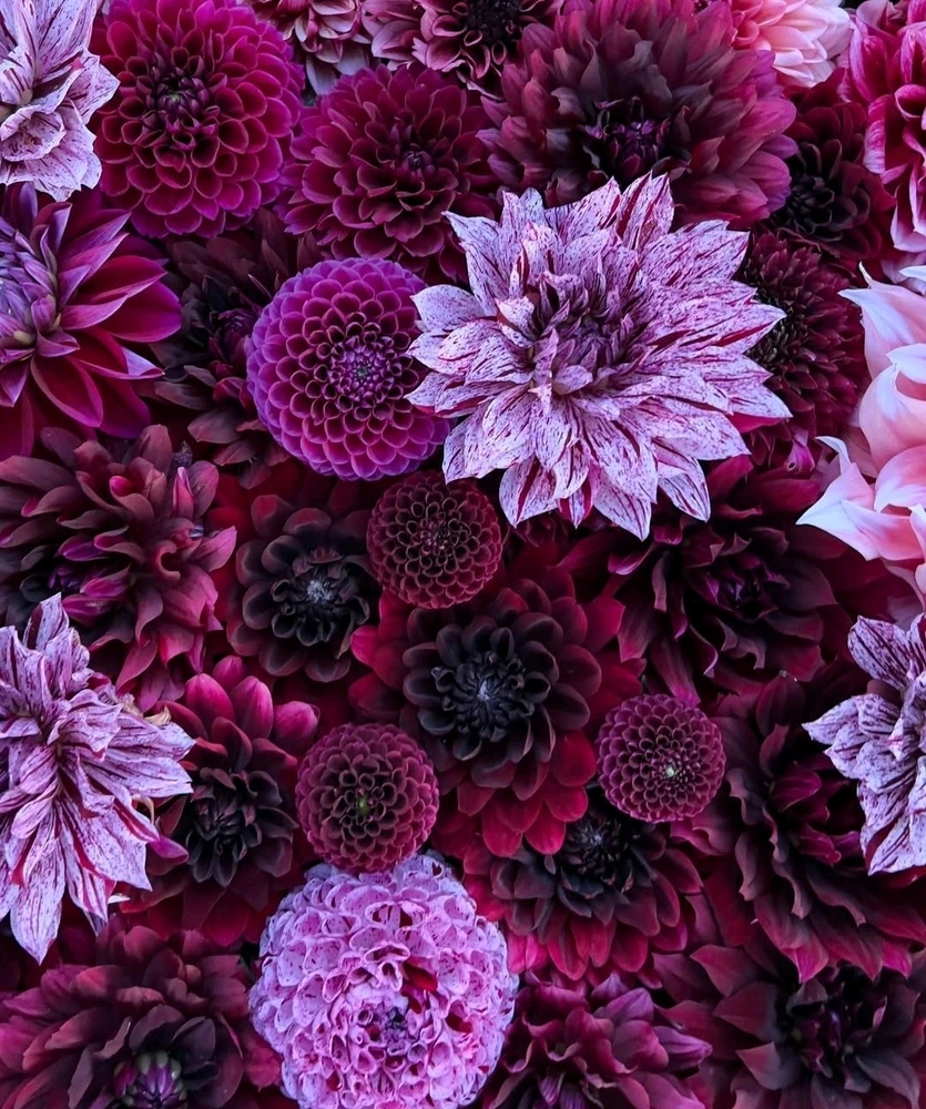 Image uploaded by 🔆🥨🔅Koffy🔅🌰🔆