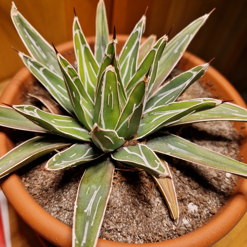 GIF caricata da Federico