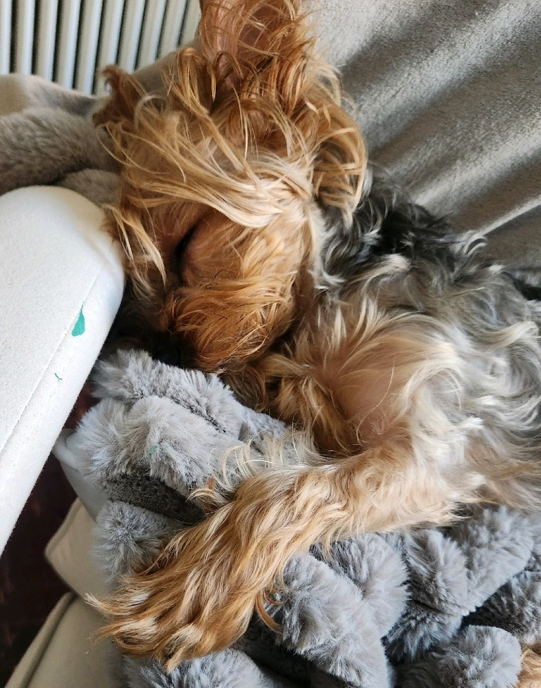 GIF uploaded by 《🌹.::Lenöré::.🌹》