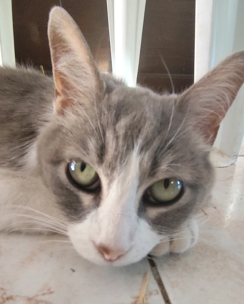 Immagine caricata da Nanaki