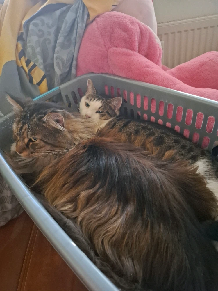 GIF hochgeladen von Clarissa