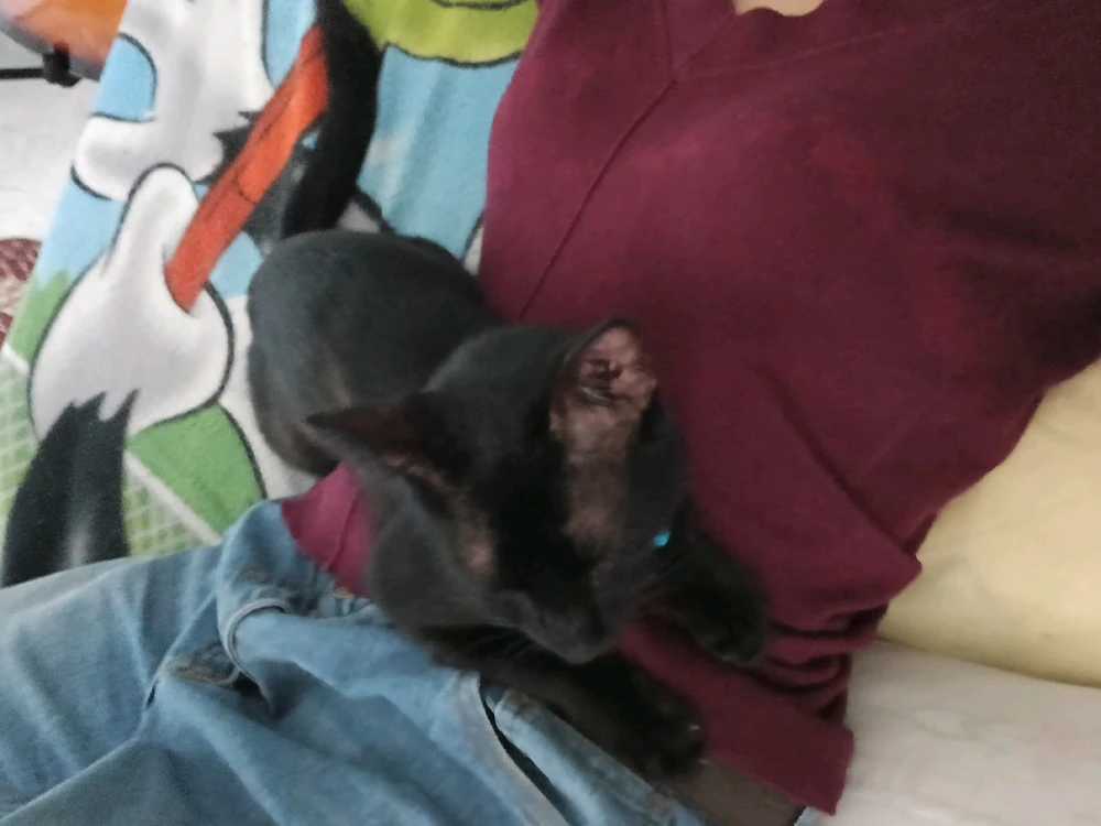 Naya上传的GIF