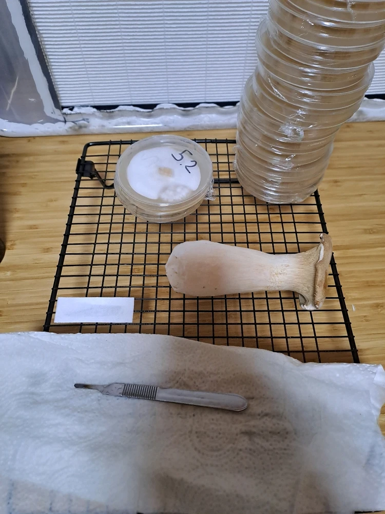 Pilz update Nr4 + Klonen