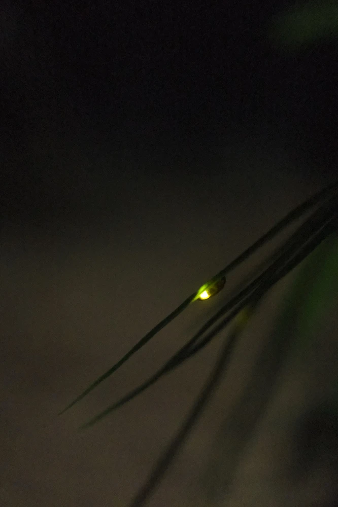 Wanted to take pictures of fireflies before they disappeared from Earth for good