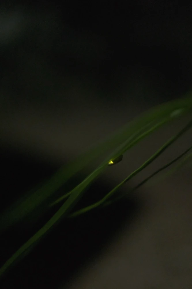 Wanted to take pictures of fireflies before they disappeared from Earth for good