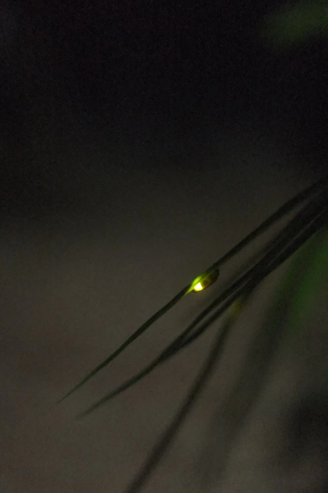 Wanted to take pictures of fireflies before they disappeared from Earth for good