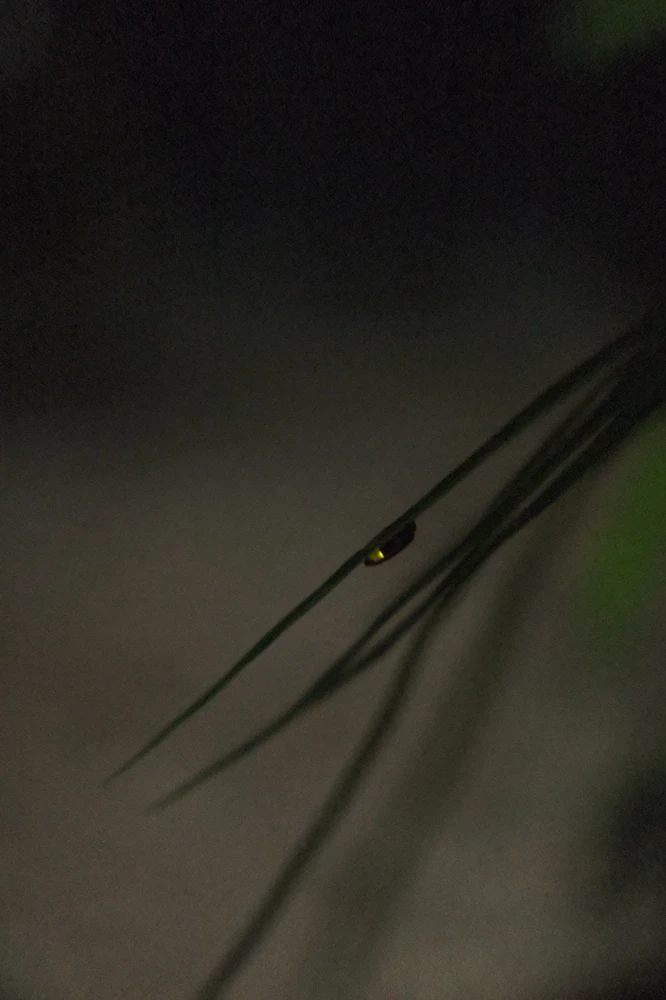 Wanted to take pictures of fireflies before they disappeared from Earth for good