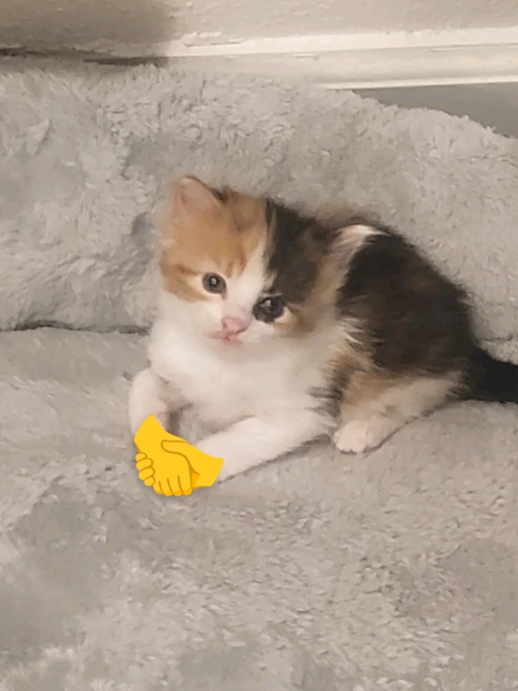 GIF uploaded by Christian