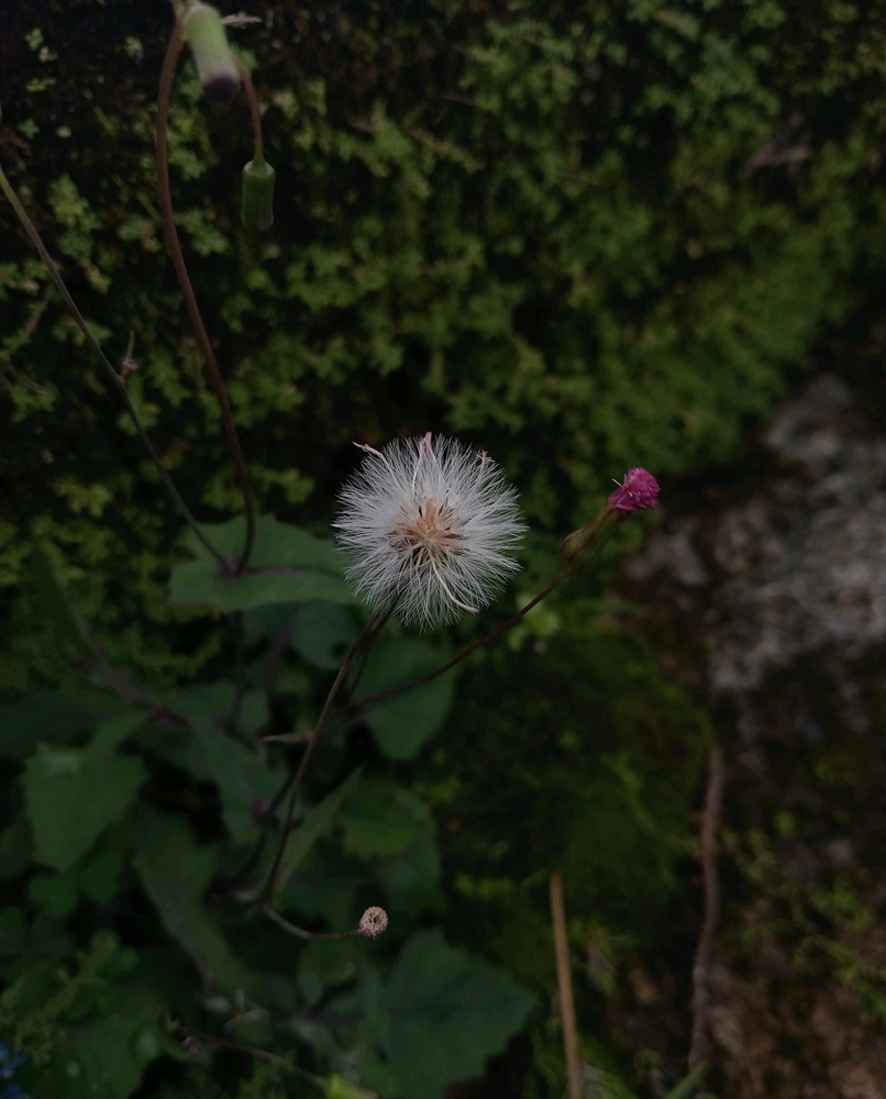 GIF diunggah oleh ꦮꦤꦶꦱꦃ