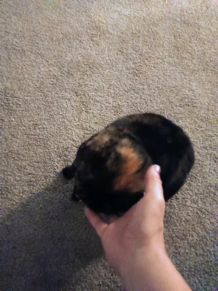 Image uploaded by Sarah