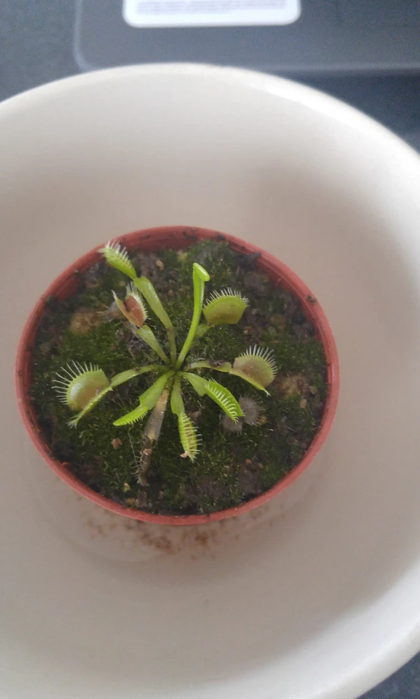 Image uploaded by Suspiria