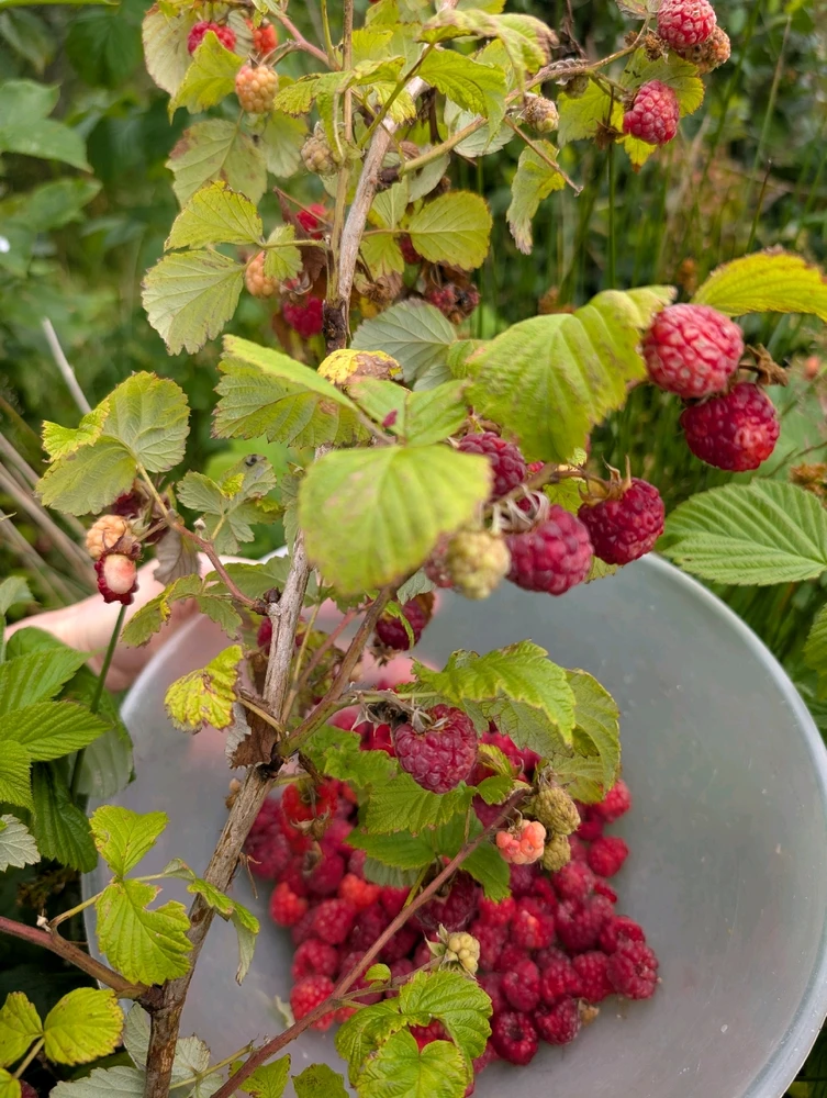 Image uploaded by Locklan