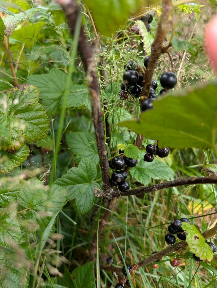 Image uploaded by Locklan