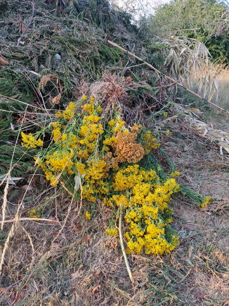 Image uploaded by JD