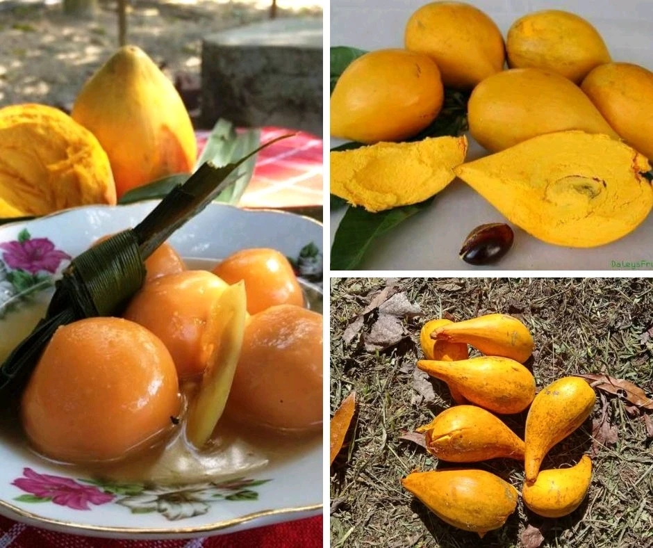 Avocado Cheese / Canistel