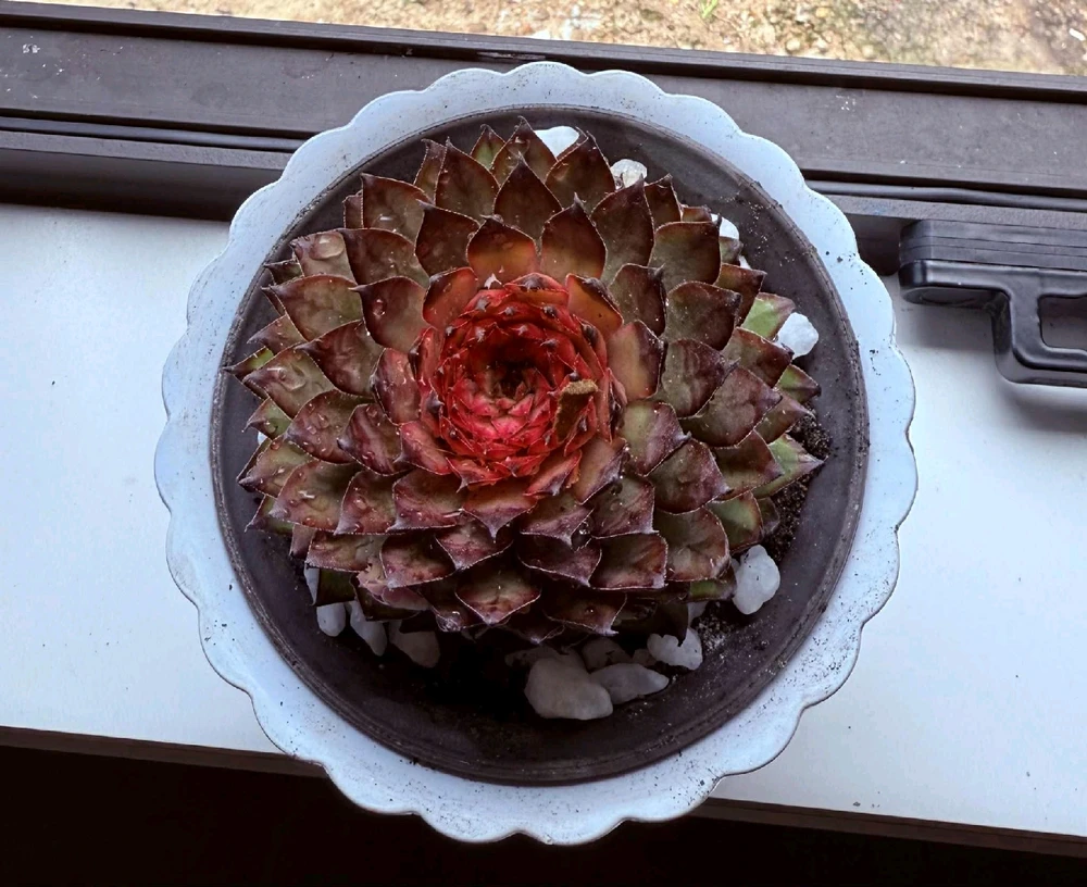 Image uploaded by Thảo