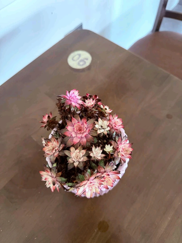 Image uploaded by Thảo