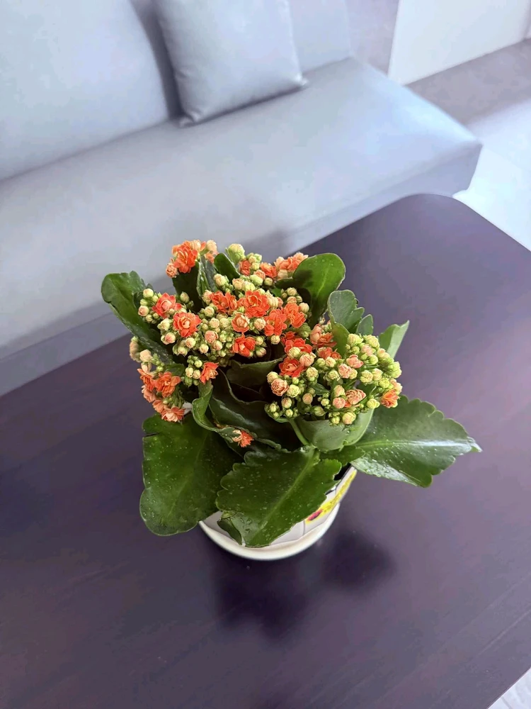 Image uploaded by Thảo