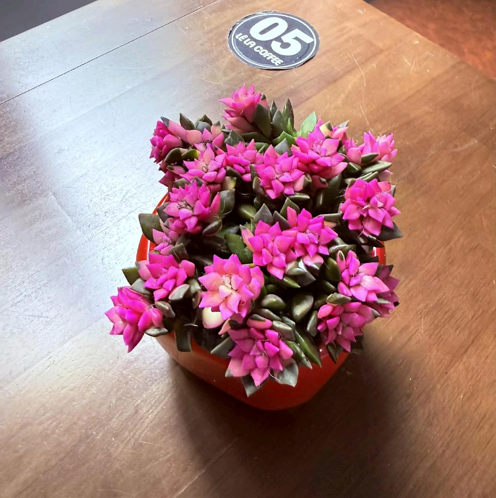 Image uploaded by Thảo