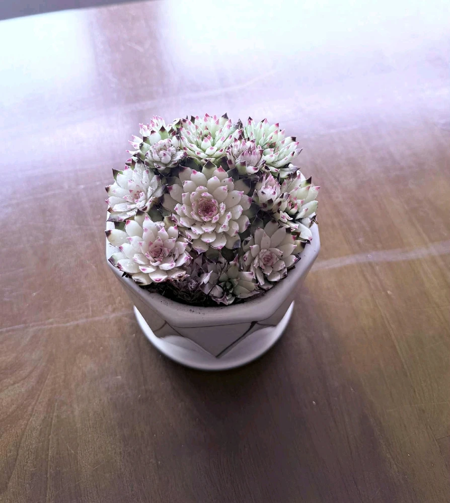 Image uploaded by Thảo