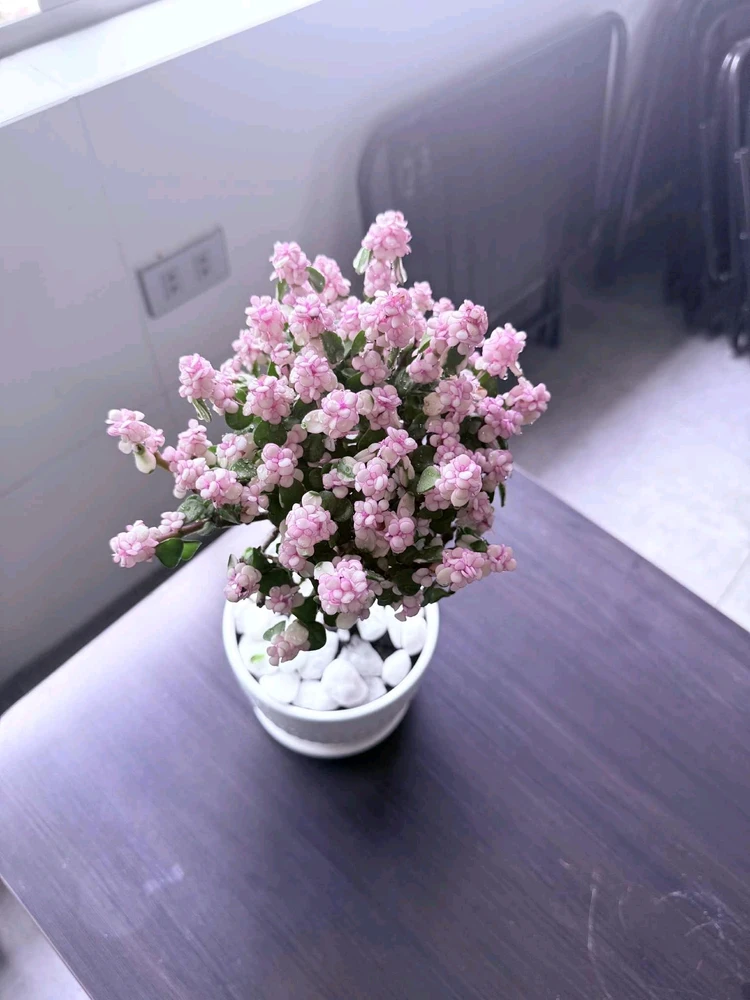 Image uploaded by Thảo