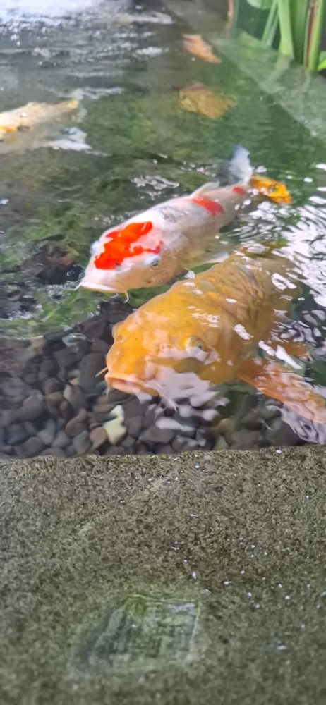 Image uploaded by Fransisca