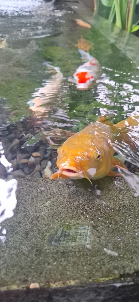 Image uploaded by Fransisca