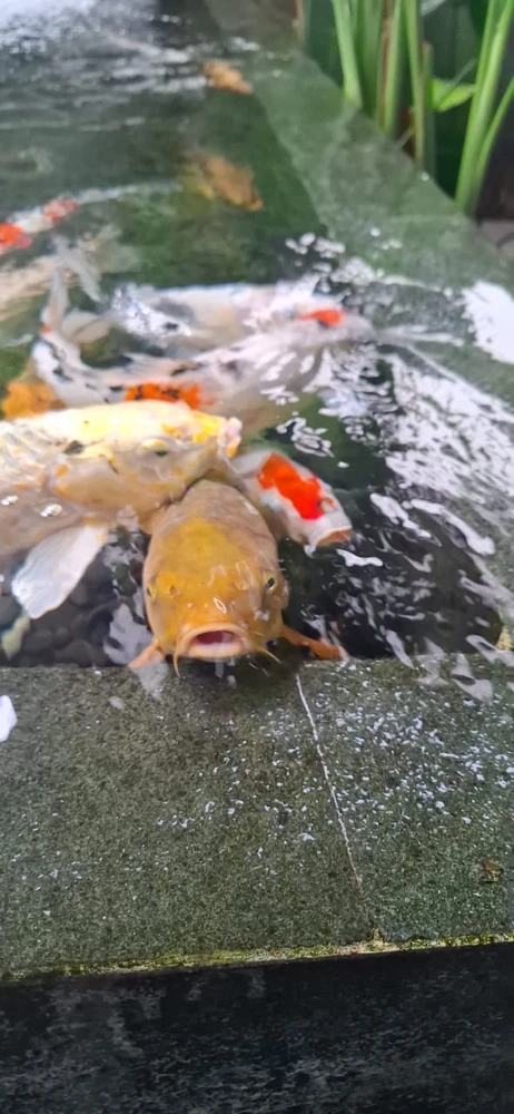 Image uploaded by Fransisca