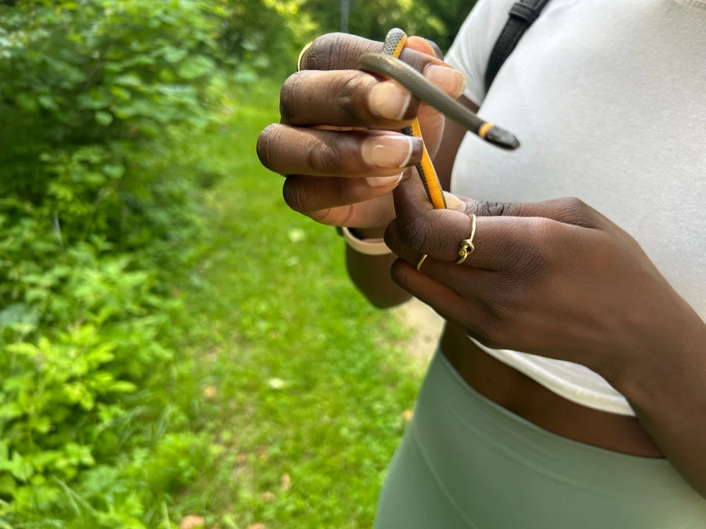Beautiful Ring-Neck Snake