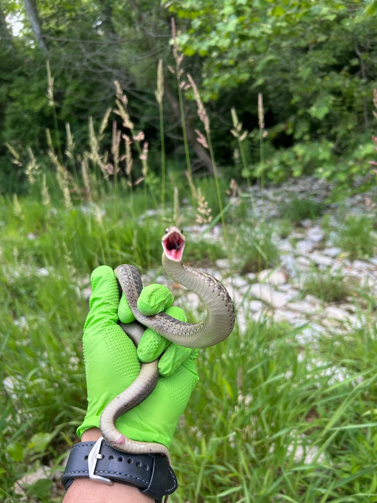 Pissy Garter Snake 