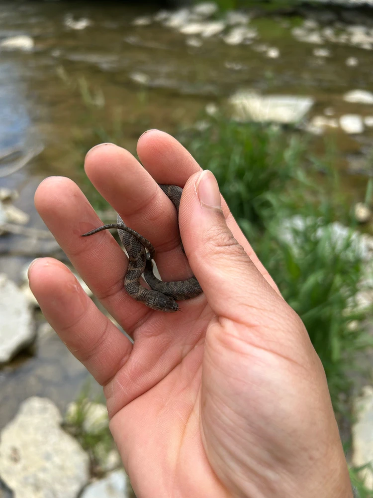 Tiny Eastern Water Snake