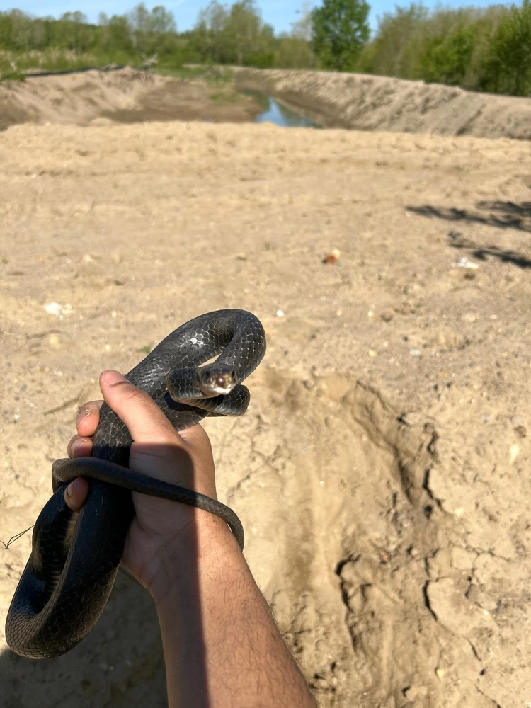 Not-so-fast Black Racer