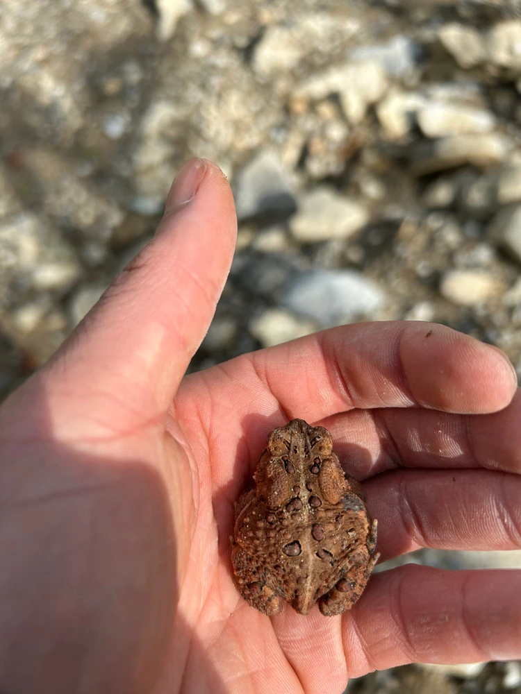 Chunky American Toad?
